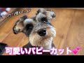ミニチュアシュナウザー 可愛いカット 253899