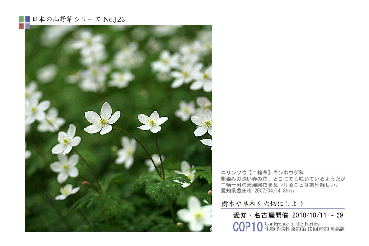 山野草 早分かり写真辞典 高山植物 野草 木の花