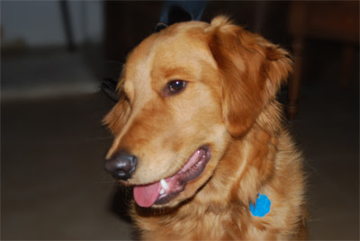Uncle-Puppy-Smile
