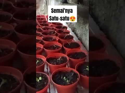 चित्र