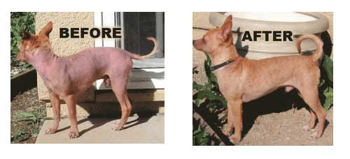 How to Treat Mange in Dogs: Kill the Infection with 6 Home ...