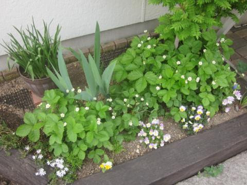 ワイルドストロベリーの花が満開です 猫と園芸