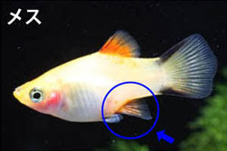 繁殖簡単 プラティ飼育 熱帯魚ショップトロピランド