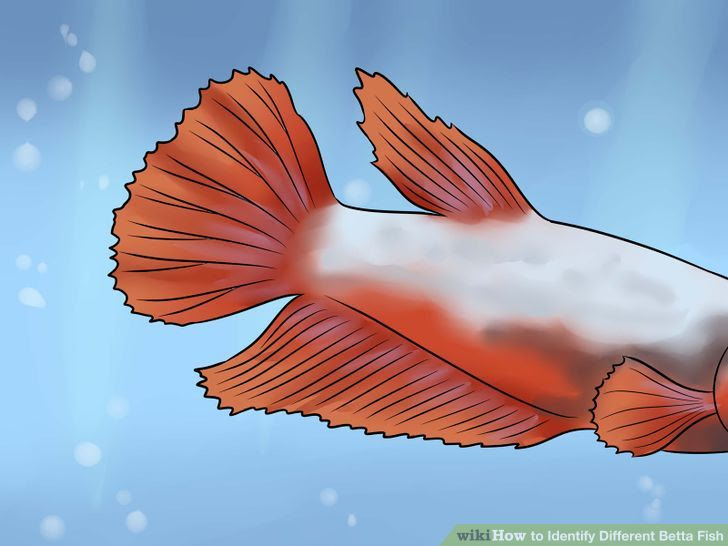 Identify Different Betta Fish Step 1 Version 2.jpg