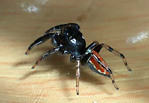 背中の赤い蜘蛛