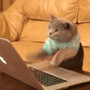 面白gif 動物 ものすごい速さでタイピングをする猫 面白ネタ帳 まとめ
