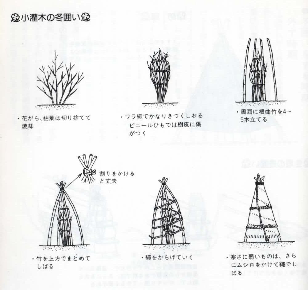 冬囲いについて 緑のｑ ａ