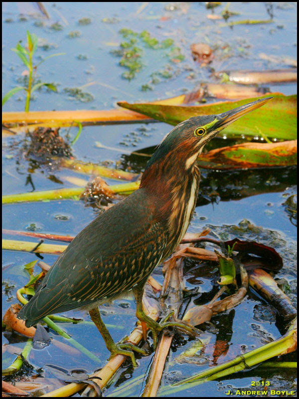 Green Heron