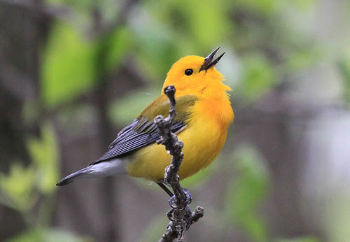 Prothonotary Warbler