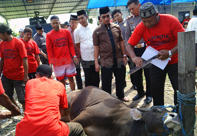 Idul Adha Tahun Ini, Polres Bone Berkurban 14 Ekor Sapi