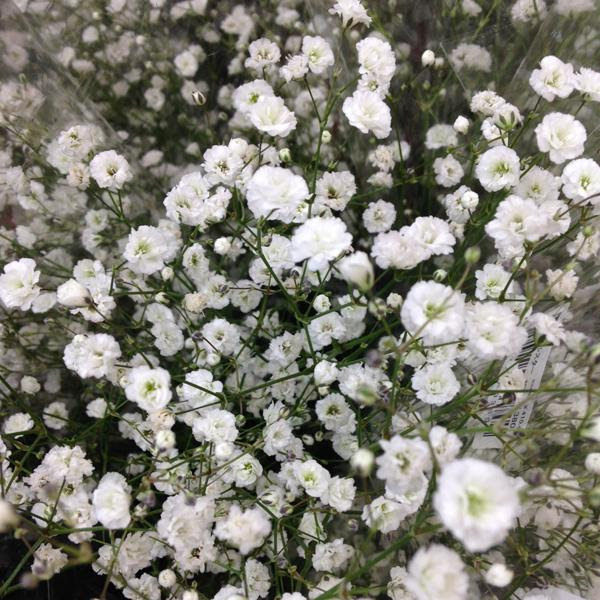 別れの時期 コンセプトグリーン Concept Green