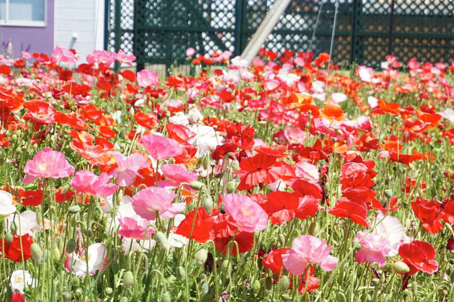 ゆっくり見てまわりたい ハーブの楽園 由利本荘市ハーブワールドakita コトノタネ