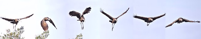 Limpkin flight sequence 20121129