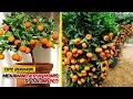 Perawatan Pohon Jeruk Dalam Pot