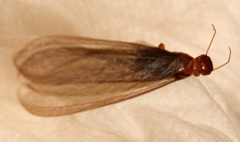 Termite Alate - What's That Bug?