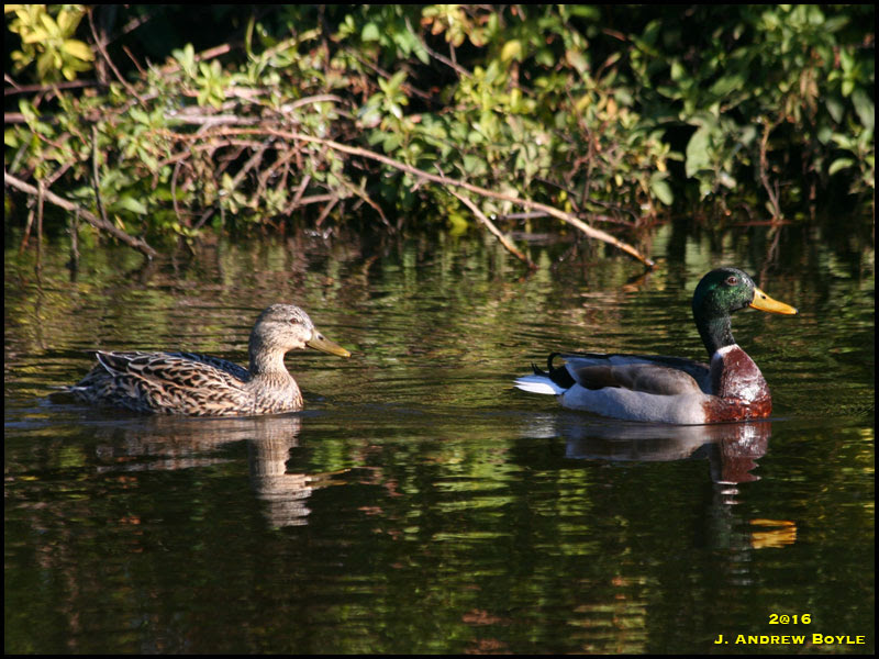 Mallard