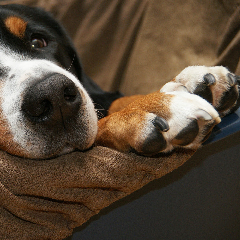 獣医師監修 愛犬が肉球を噛んでいて心配 その理由は どう対処する