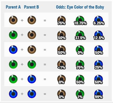  can you predict your childrens eye colour blue brown green grey