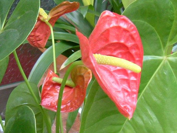サトイモ科の花 あのね