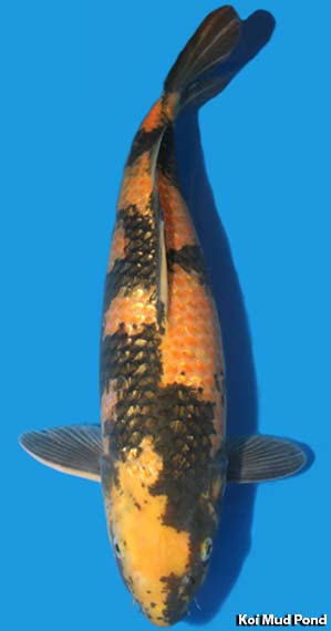 Koi Fish Variety Utsurimono Ki Utsuri - Koi Mud Pond