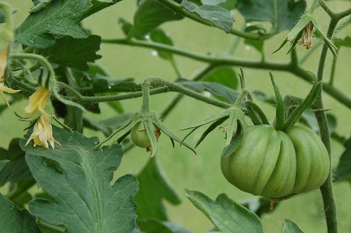 tomato coeur de boeuf