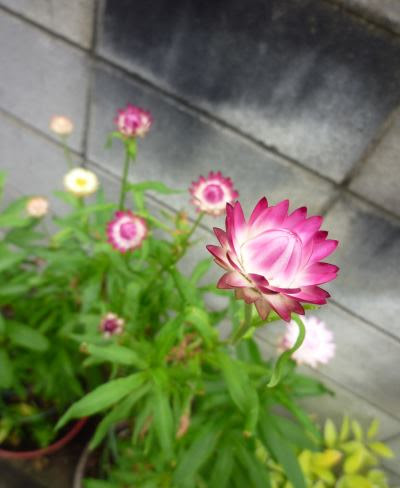 帝王貝細工 ムギワラギク 花いっぱいの庭で