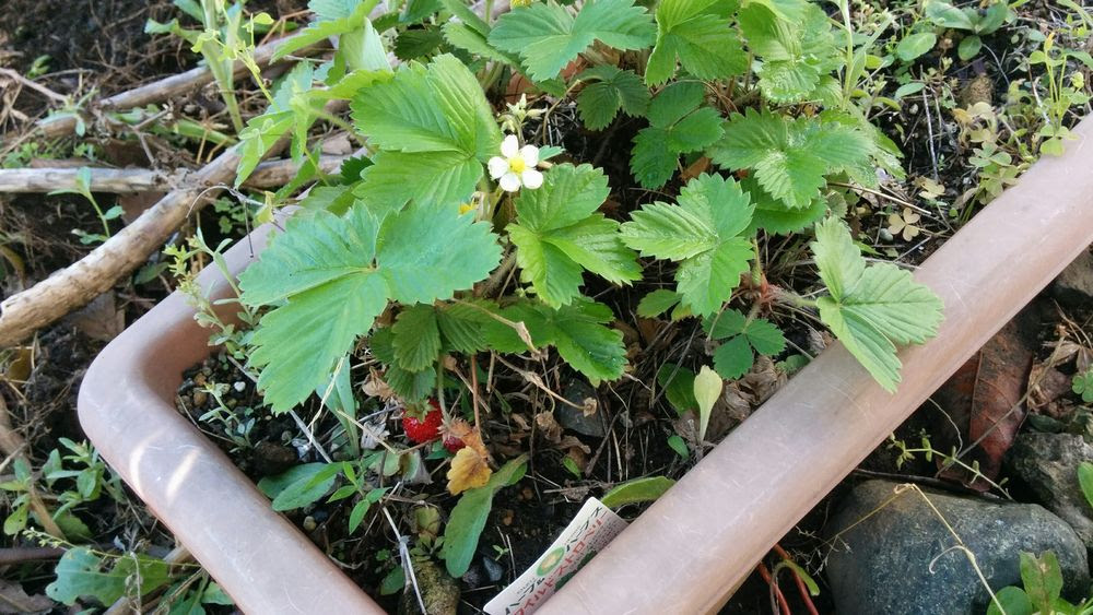 ワイルドストロベリー 3年ほど放置栽培して分かったオススメ手抜き野菜 こやつは上様ではない