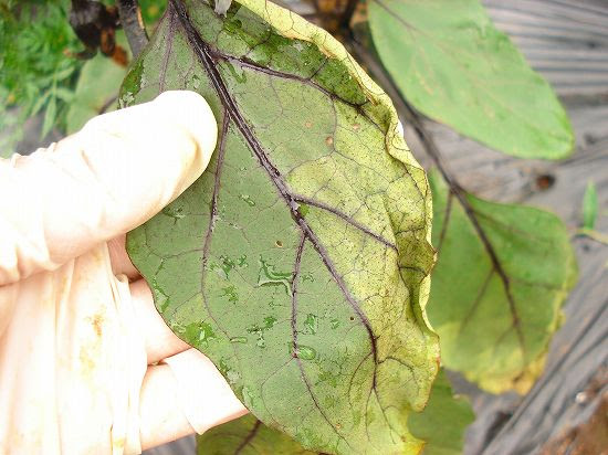 ナス苗も定植 美味しい菜園生活