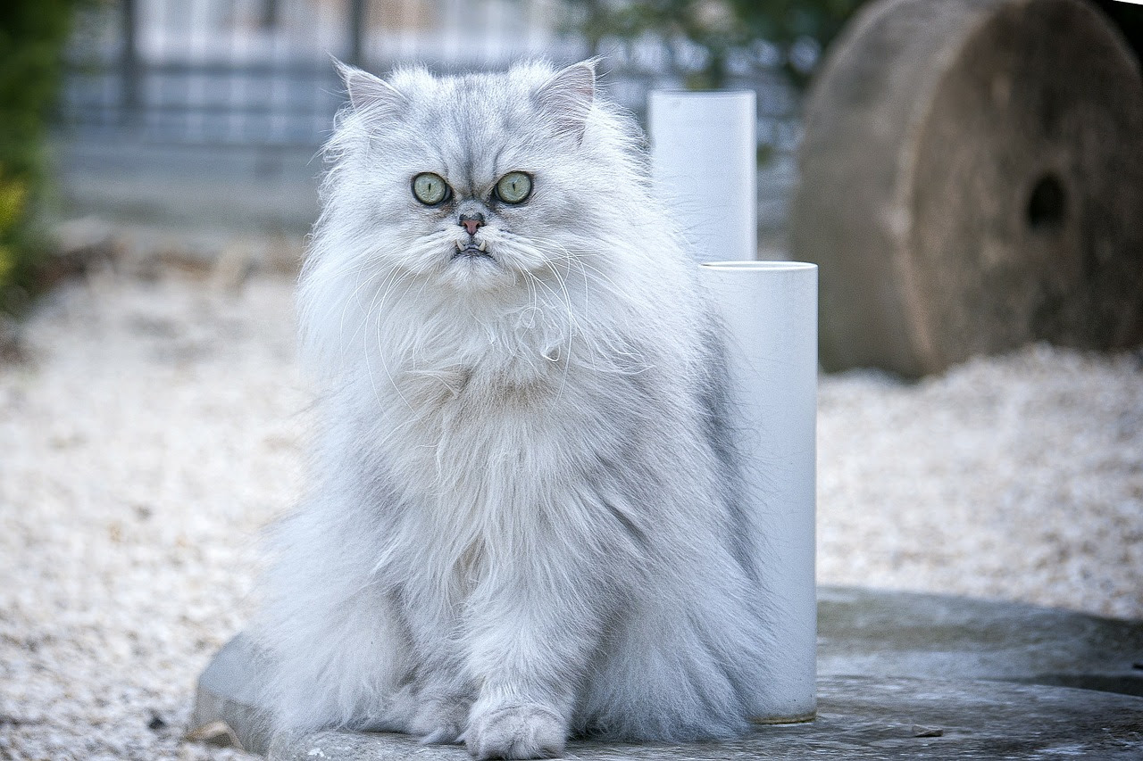 Quelles Sont Les Couleurs Du Chat Persan Taragonas Perser
