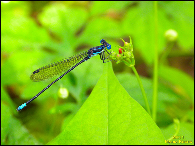 Damselfly