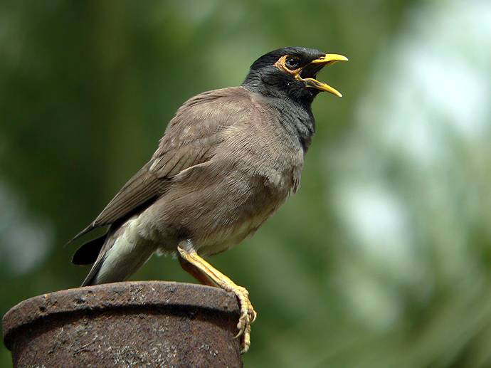 BURUNG YANG MUDAH BERKEMBANG BIAK DENGAN PESAT