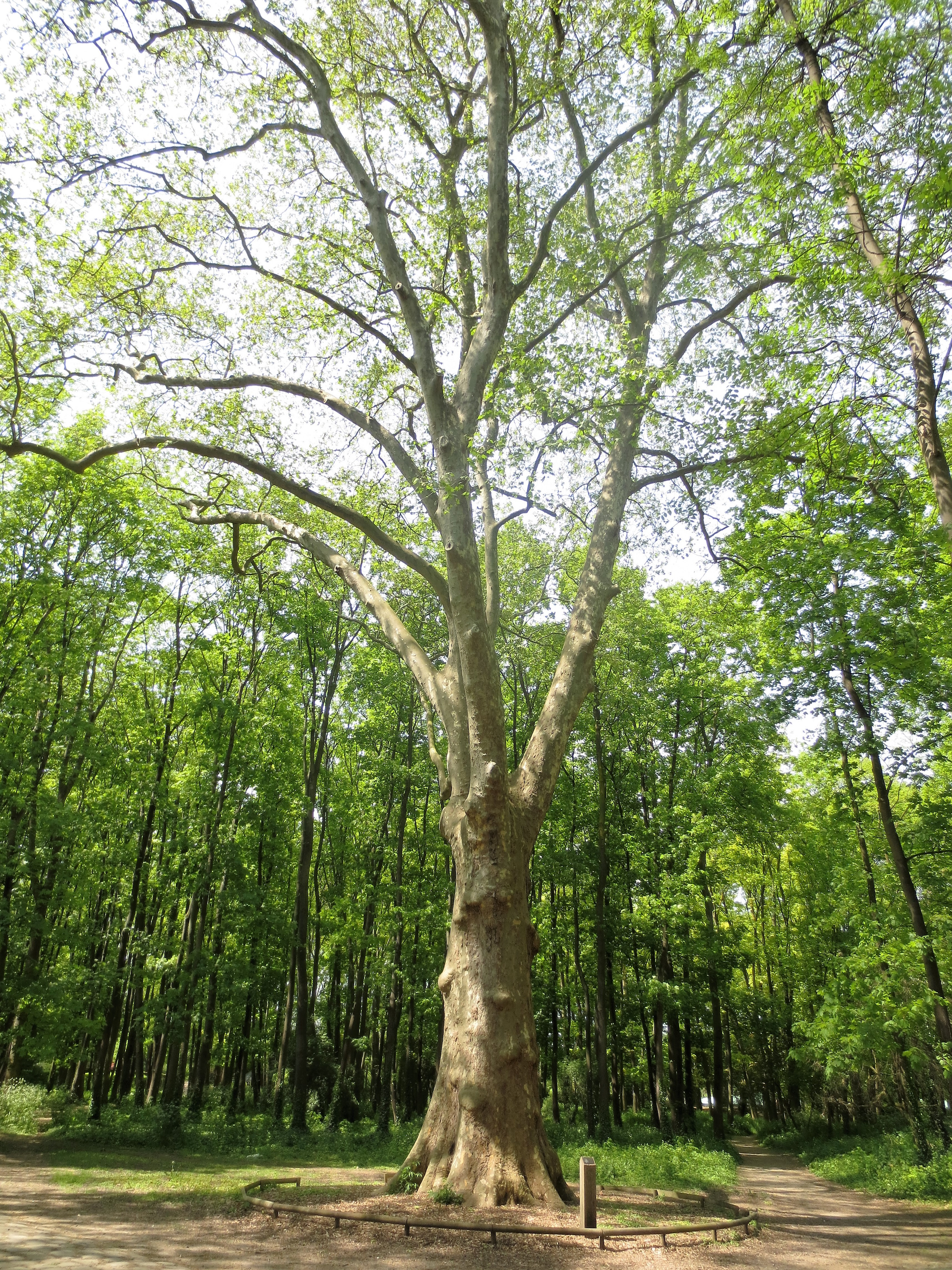 Les Arbres En Poesie Extraits De L Arbre Des Grands Vents Le Monde De La Philo Et De La Poesie
