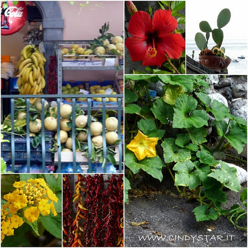 fiori, profumi e colori