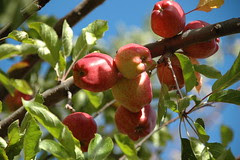 Fruits Ã  notre camping