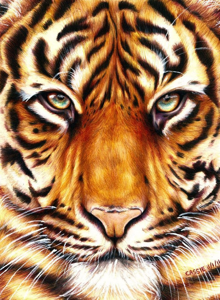 Tiger Face Drawing Pencil at GetDrawings | Free download