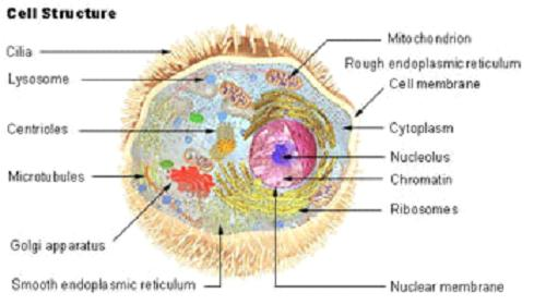 Arylsulfatase A Database