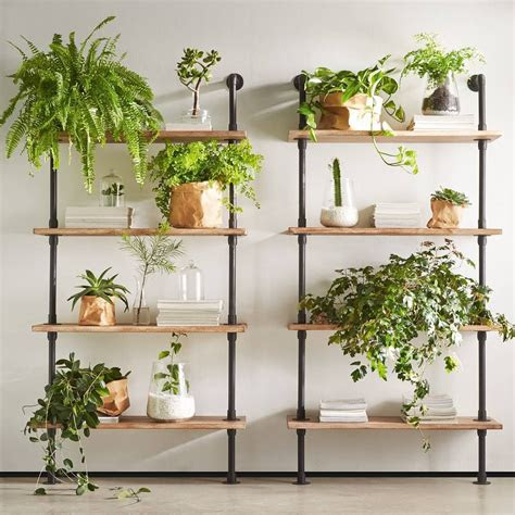 Vines On Shelves