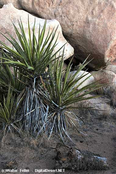 see yucca clone rings the mojave yucca yucca schidigera can sprout    hardware store yucca valley