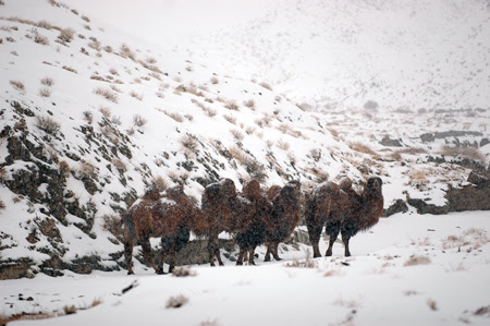 Name:  ice38.jpg
Views: 44296
Size:  1544 KB