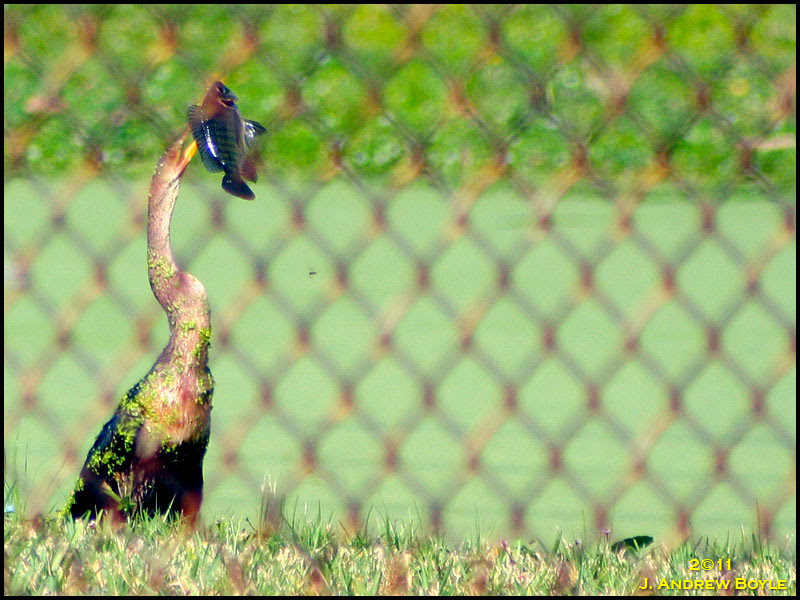 Anhinga