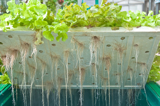 difference between hydroponics and aquaponics definition