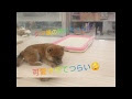 [最も好ましい] 柴犬 可愛 すぎ て 辛い 522836