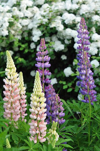 tall lupins