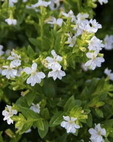 花 クフェア 7月11日の花と花言葉 クフェア 魅る魅るガーデニング 魅る魅るガーデニング