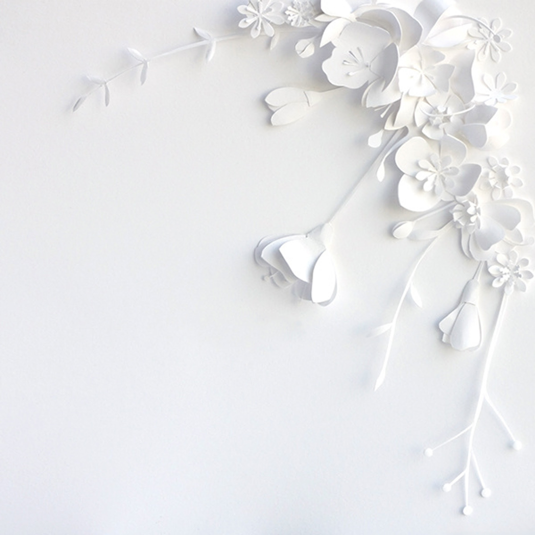 flower canvas white background vector 4k hd wallpaper...