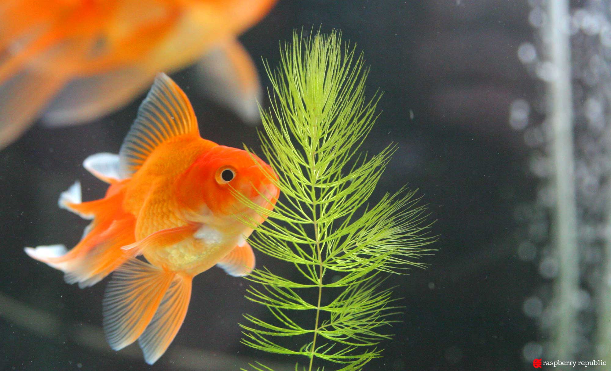 金魚飼育に水草をお勧めしたい7つの理由 金魚飼育マニュアル 木苺共和国