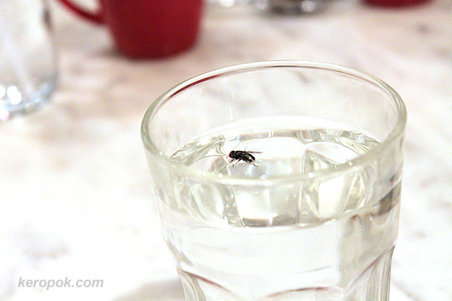 the fly