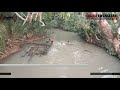 Sungai Sekadau Tercemar Limbah Tambang Emas Ilegal