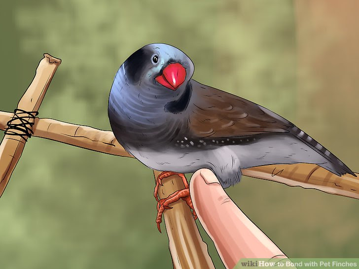 Bond with Pet Finches Step 10.jpg
