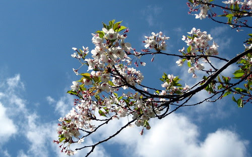 sakura (e2)